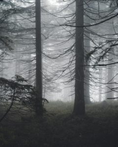 TOP Fotospot auf der Hornisgrinde - die Wälder auf der Hornisgrinde