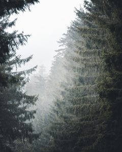 Dichte Wälder im Schwarzwald